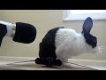 Rabbit eating crunchy carrot ASMR