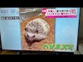 Girl flew to Japan just to visit a Hedgehog cafe just to pet them🦔