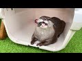 The Agony of an Otter When Eating All of a Fish