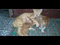 Cats give birth to kittens suckling their mother