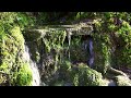 Nature Sounds Forest Waterfall - 1 Hour Relaxing Sleeping Sound of Water - Natural Sleep Ambience