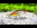 Ultimate Cory Catfish Care Guide - AKA Corydoras