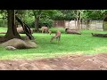 Lesser kudu and saddle-billed stork at Saint Louis zoo, Missouri