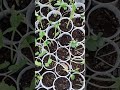 Day 4 to 1 week of my seedlings 💕🌻💕