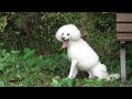 警察犬がしっぽフリフリで大行進する姿が可愛すぎるw Very cute japanese police dogs