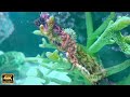 SEA ANIMALS  4K - Scenic Relaxation Film  / Soothing Guitar Acoustic Serenades: A Soulful Respite