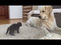 Golden Retriever Meets New Tiny Kitten for the First Time