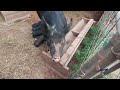 PIGLETS ARE 10 DAYS OLD  |  BERKSHIRE PIGS