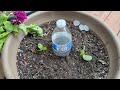 Best way to water container plants - Olla spikes vs Plastic bottle