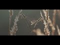 Dragonflies sprinkled with dew: fairies sprinkled with jewels, a beautiful dragonfly nature film