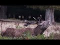 The Red Deer Rut | Richmond Park 2022