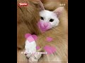Snowball and Dor dor 🐈🐕 #funnyvideo #catlover #doglover #whitecat #labrador
