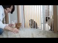 Can LuLu Handle Sharing a Bed with a New Cat? (ENG SUB)