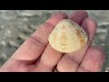 Looking for sea shells after a storm. What crazy things washed up on the beach this week?