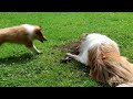 Die Collies Dayo und Kenji spielen im Garten