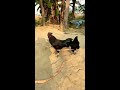 Kadaknath Murgi #shorts #pets