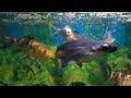 #aquarium #fish tank #koifish #buterflykoi #butiful aquarium #অ্যাকুরিয়াম #এ্যাকুরিয়াম#রঙ্গিনমাছ