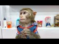Monkey Braves the Storm to Deliver Gifts and Enjoy Sweet Jelly | Monkey Zylo