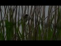 Carr Vale Dawn Chorus walk