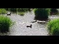 HERON CANON R7 4K CINEMATIC C LOG 3