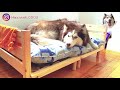 WE MADE A DOG BED BY IKEA SHELF