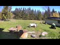 Coyote Chases Chicken - Goats to the Rescue!