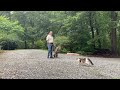 Weimaraner Puppy Training Winston Salem NC | Sue