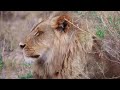 Wildlife Animals Relaxation Film 4K   Peaceful Relaxing Music   4k Video UltraHD