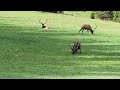 Elk at Rocky Mountain National Park