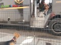 Friendly UPS driver giving treats to dogs, what a nice guy !