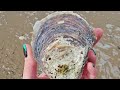 Nor' Easter Shells! | Storm Finds |  @PlumIslandSeaCabin | New England Cold Water Virtual Shelling!