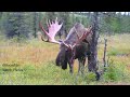 Bull Moose Shedding His Velvet