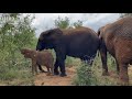 Khanyisa's bottle in the bush and a helping trunk from Tokwe to get her back on her feet