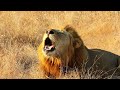 4K African Wildlife: Discover Kilimanjaro National Park, Scenic Wildlife Film With Real Sounds