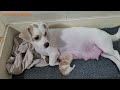 Mother Dog Takes Care Of Newborn Kitten Instead Of Mother Cat