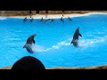 Loro Parque Dolphin Show (2018) (1080p HD)