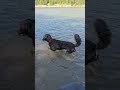 2. Thursday Swim & Hike Adventure with Chewy, Charcoal, Hazel, Max, Murphy and
