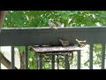 Birds on the Feeder