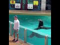 Amazing Seaworld Orca Show Clyde’s big splash ever