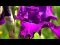 Spring in MONET'S GARDEN - Giverny, France, by Dean and Dudley Evenson