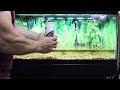 Shubunkin Goldfish Fry Water Change Done Safe and FAST