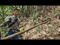 Adventure in the forest, trapping wild chickens to find carry grilled bamboo eat and survival alone