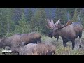 GIANT 70 INCH BULL MOOSE AND HIS RUT PIT #mooserut