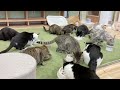 山奥で過剰繁殖してしまった元捨て猫が心を開くまで…