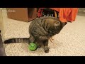 Cats For Cats To Watch HD ➙ EPIC 3 HOURS! Cat Videos * Cats Playing * Entertainment For Cats