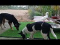 YOU LAUGH YOU LOSE😛Best Funny Animals Video 2024😺🐶