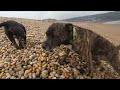 Staffy puppy learns to fly, and we find a Dolphin, all on Chesil beach #staffypuppy #staffylovers