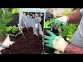 Rooting Fig Cuttings | 4 Rooting Methods - WHICH one is the BEST?