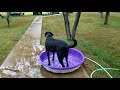 Service Dog Summer Fun 🐶💦