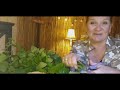 Lemon Balm Medicine